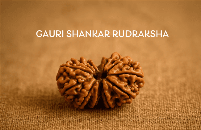 Gauri Shankar Rudraksha